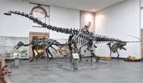 senckenberg museum frankfurt dinosaurier